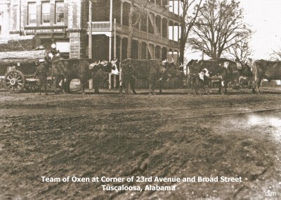 Team of oxen at 23rd Avenue and Broad Street (University Boulevard)