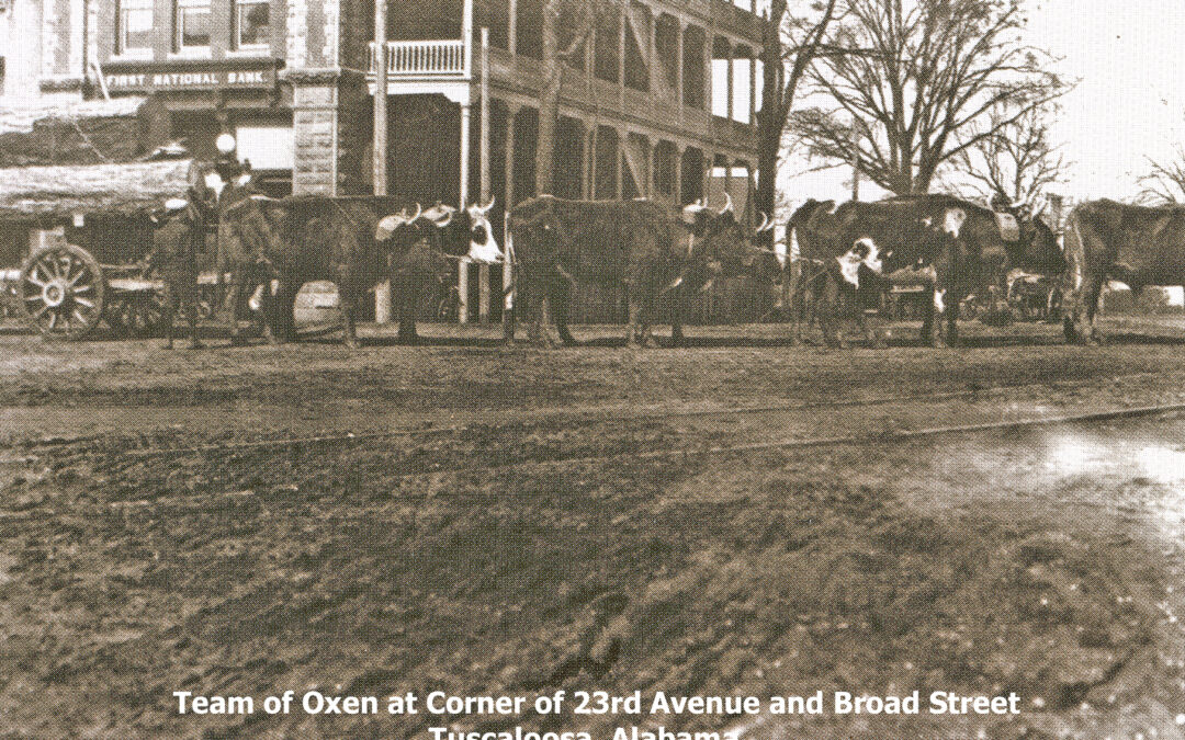 Team of oxen at 23rd Avenue and Broad Street (University Boulevard) copy